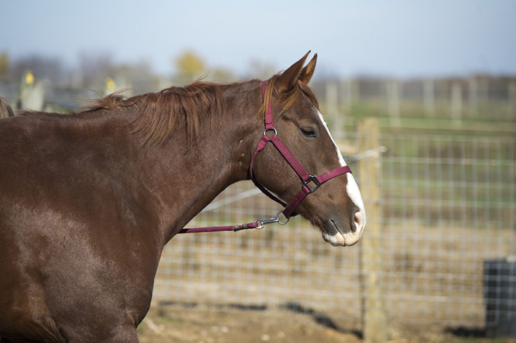 Pregnant Horse