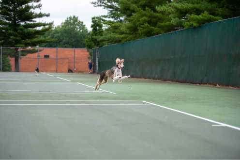 Saluki playing on the tennis courts 