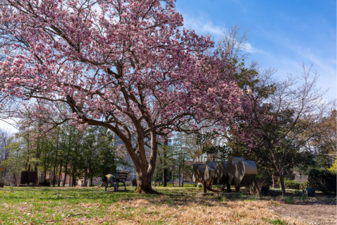 Dogwood tree blooming pink for spring 